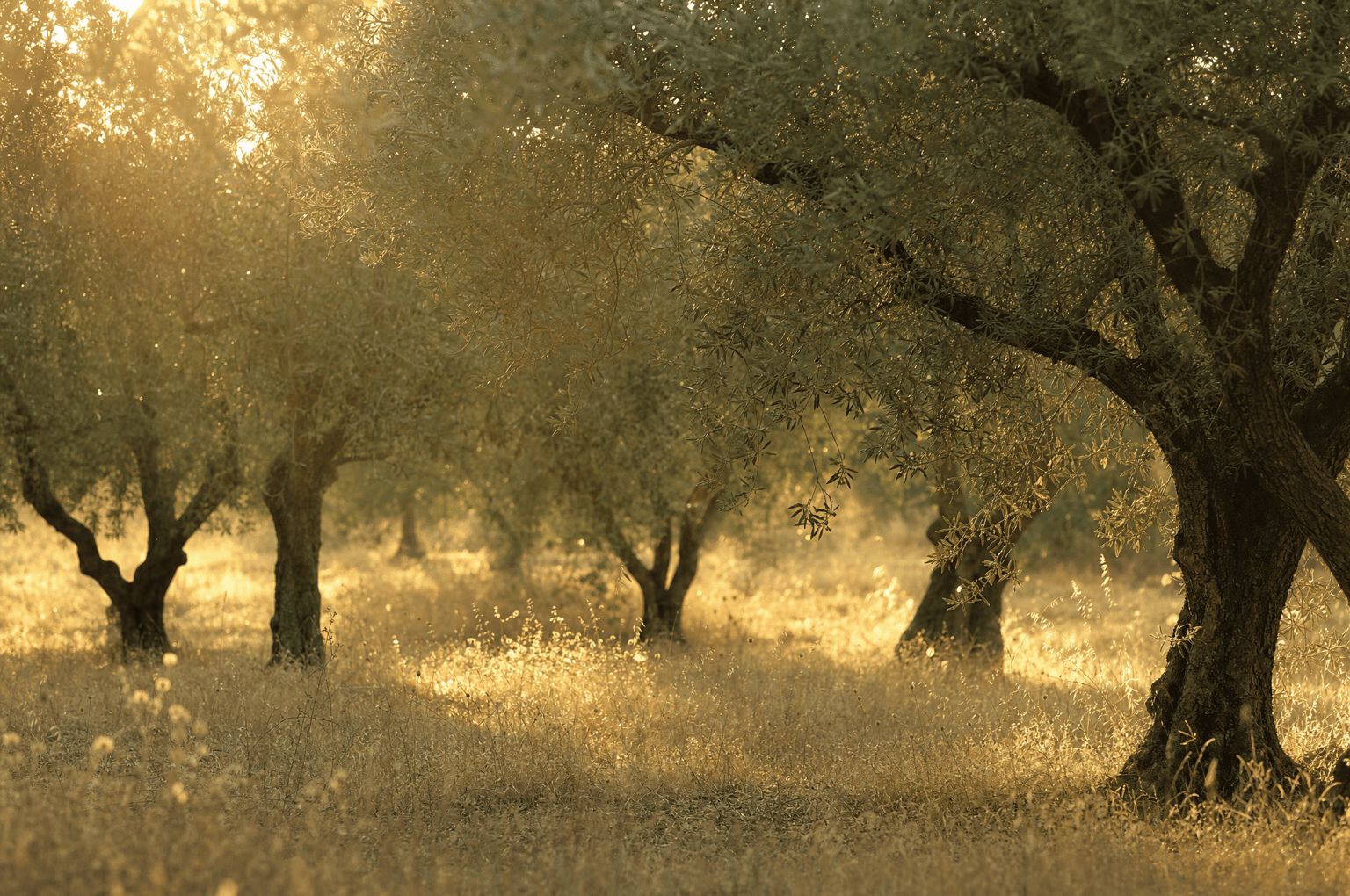 Warm morning light falling through the leaves of an old olive grove.