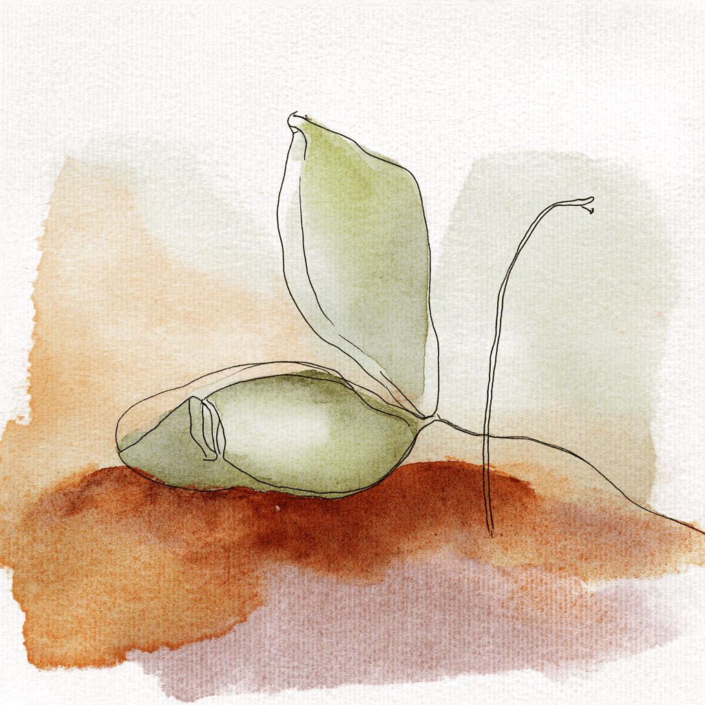 Watercolor seed illustration
